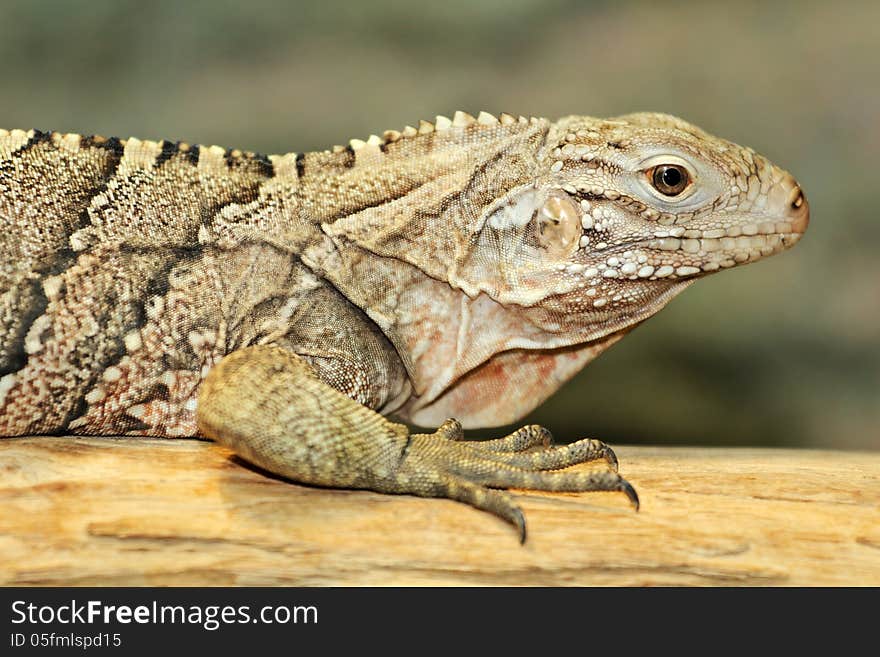 Cuban iguana is a large green lizard