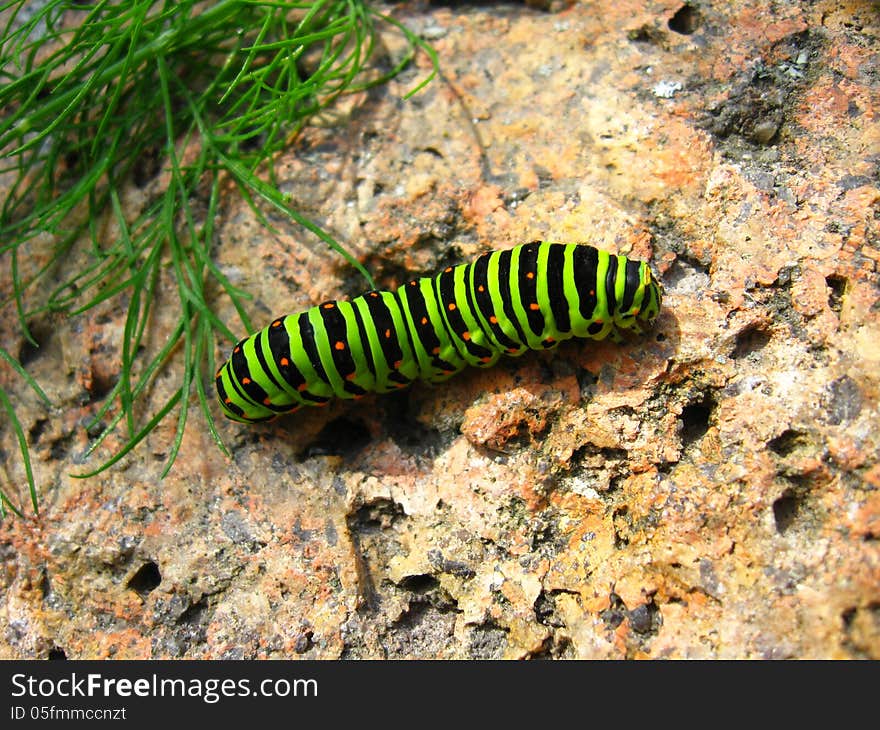 Image of caterpillar of the butterfly machaon on the stone. Image of caterpillar of the butterfly machaon on the stone