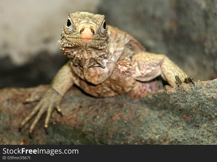 Cuban iguana is a large green lizard