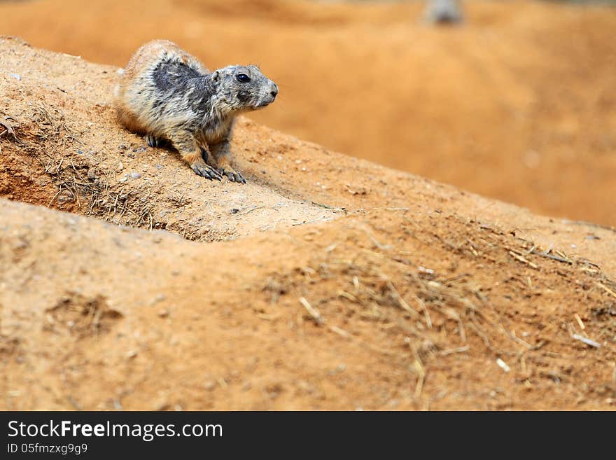 Black-tailed prairie dog is a small rodent