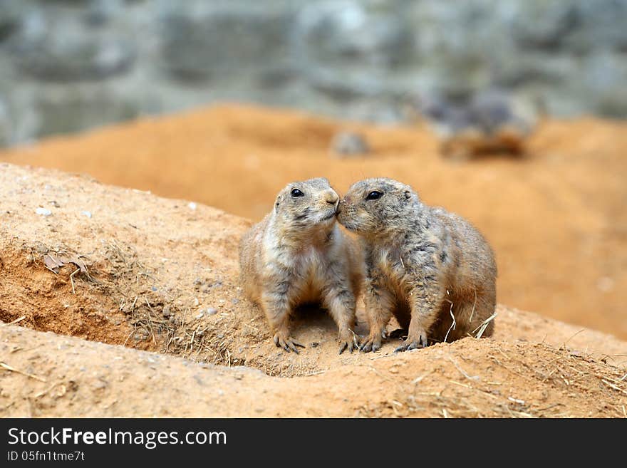 Black-tailed prairie dog is a small rodent