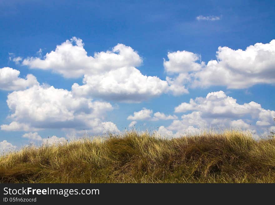 Yellow grass with blue sky and with clound for wallpaper and backgrounds