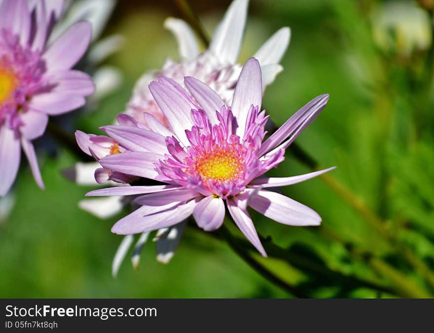 Close up of purpel daisy in bright sunlight