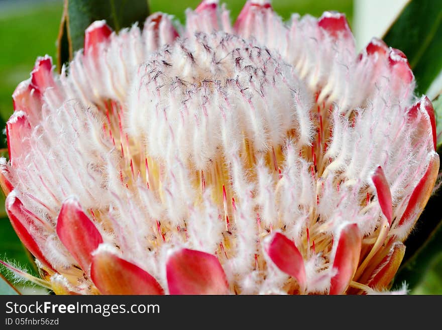 Close up of pink ice protea in sunlight