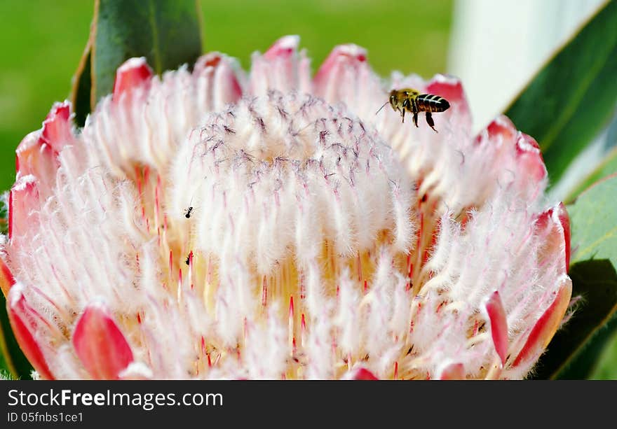 Close up of pink ice protea in sunlight