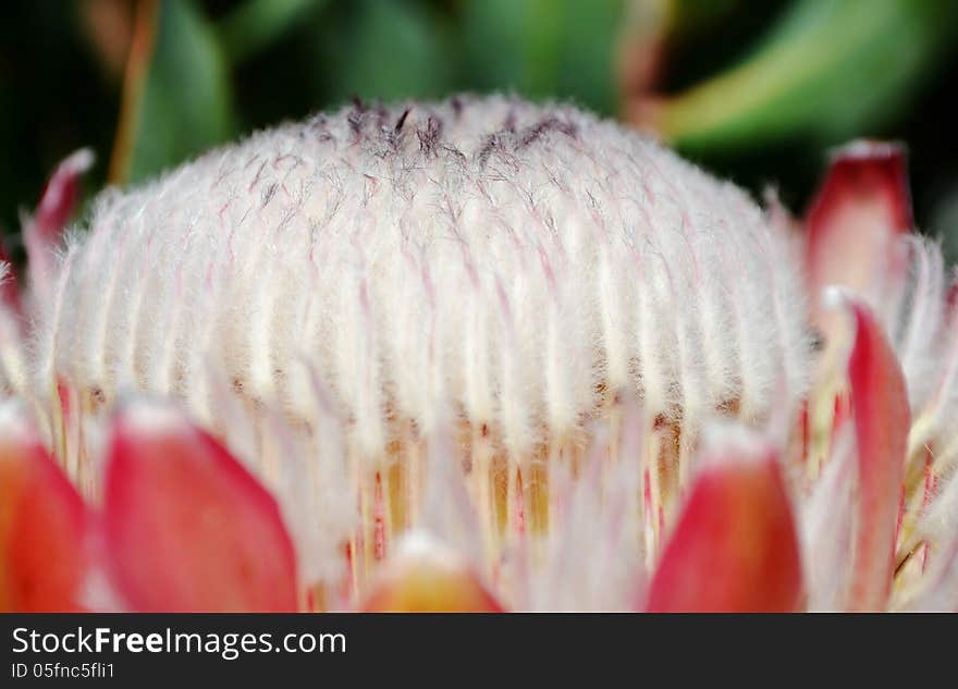 Close up of pink ice protea in sunlight