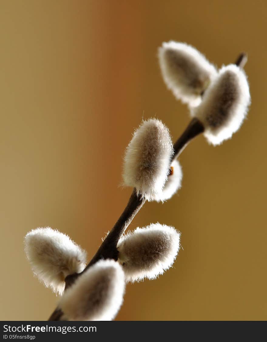 Catkin