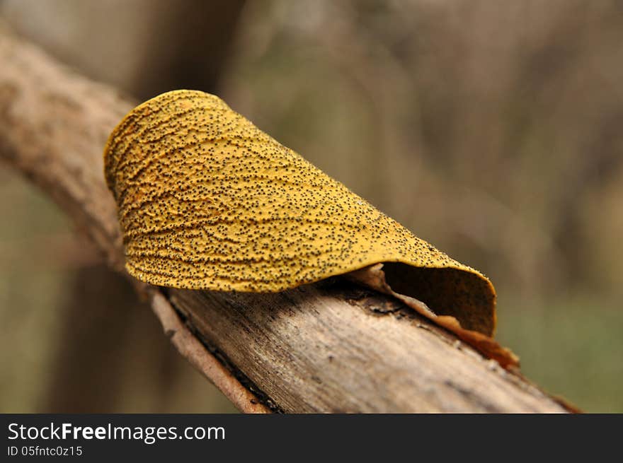 Gilt leaf on a windlestraw bough. Gilt leaf on a windlestraw bough