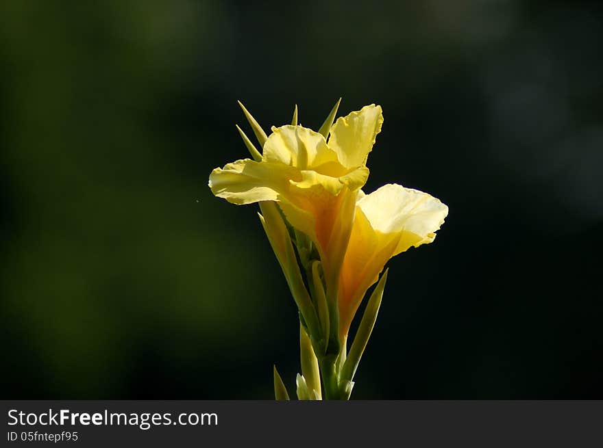 Yellow lily