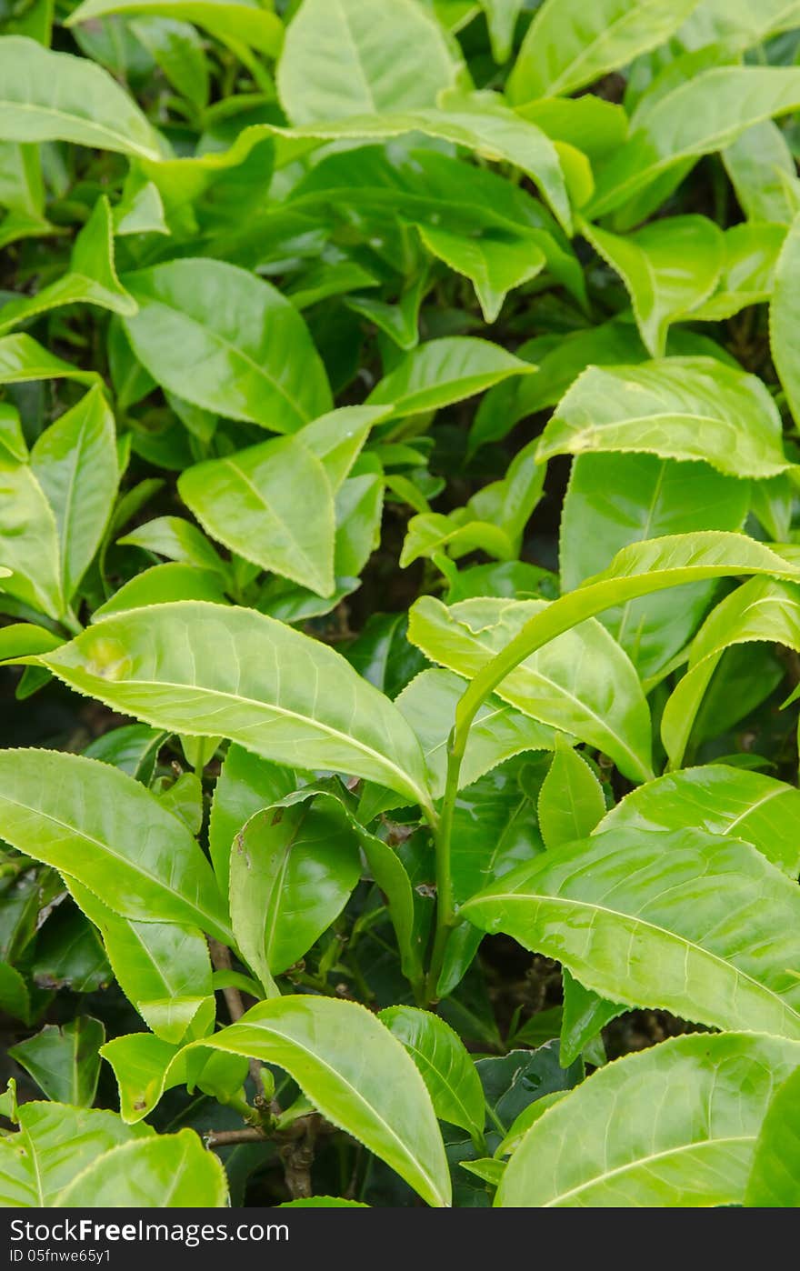 Green Tea Leaves at Cameroon Highlands' green tea farm