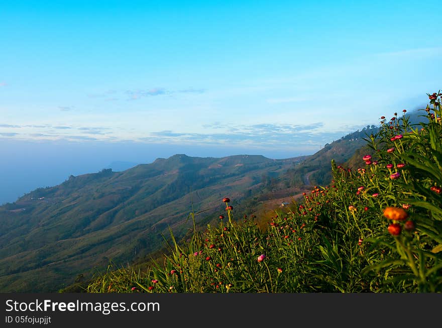 Straw flower fields with mountain