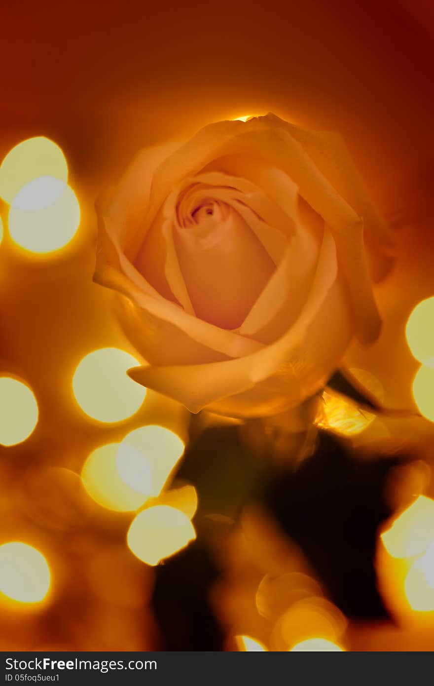 Single soft yellow rose with spot lights in background