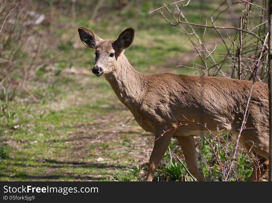 White-tail deer in morning sun body profile looking down path