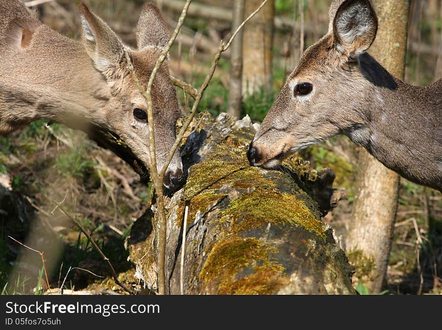 White-tail deer in morning sun feeding on dead tree