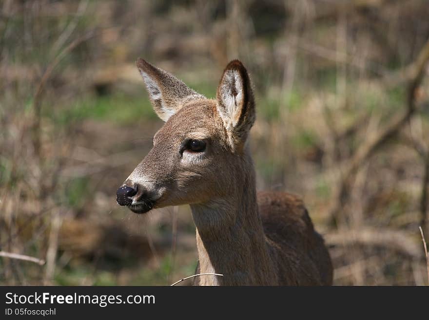 White-tail deer in morning sun profile of head looking left