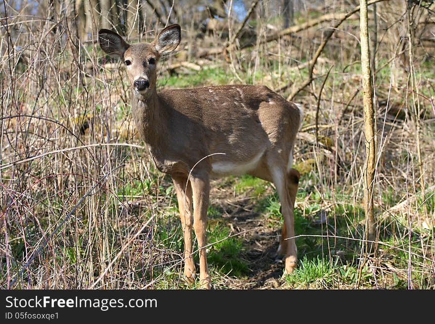 White-tail deer in morning sun losing winter coat