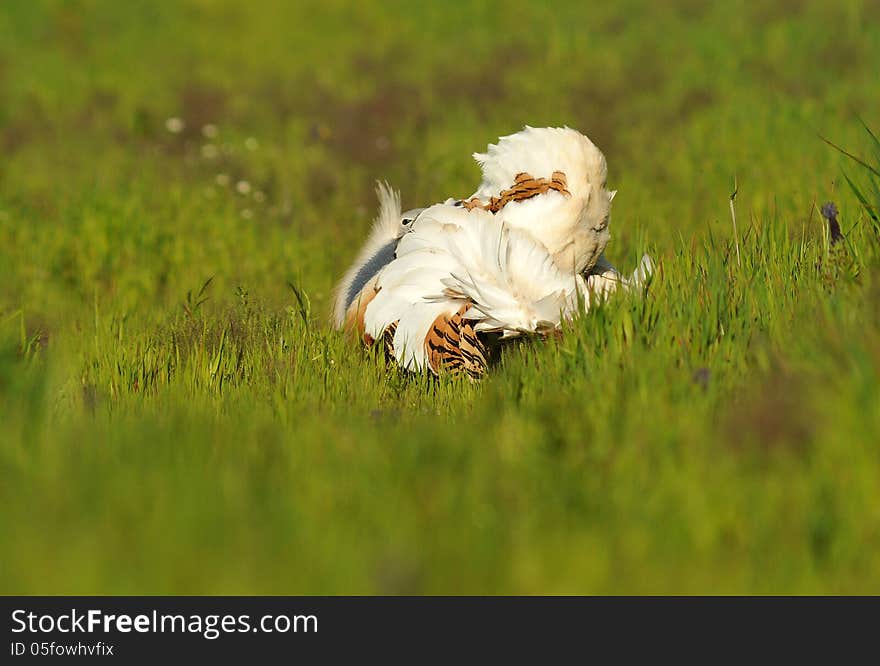 Bustard