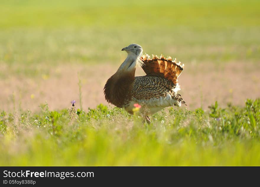 bustard by the field at sunrise