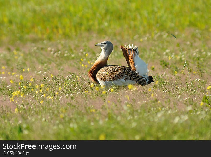 Fields and geese in spring