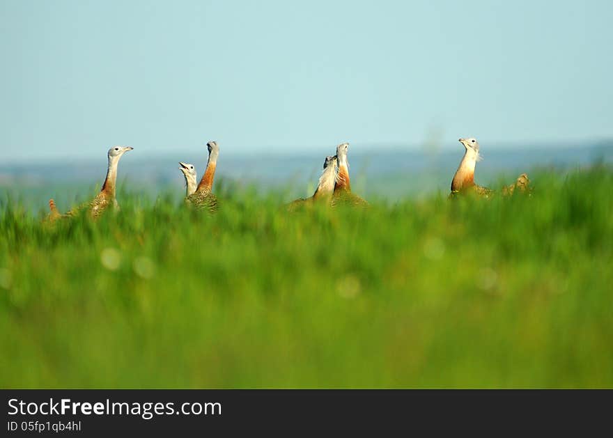 Fields And A Group Of Geese In Spring