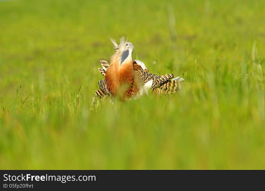 male bustard turning cartwheels in the field of cereal