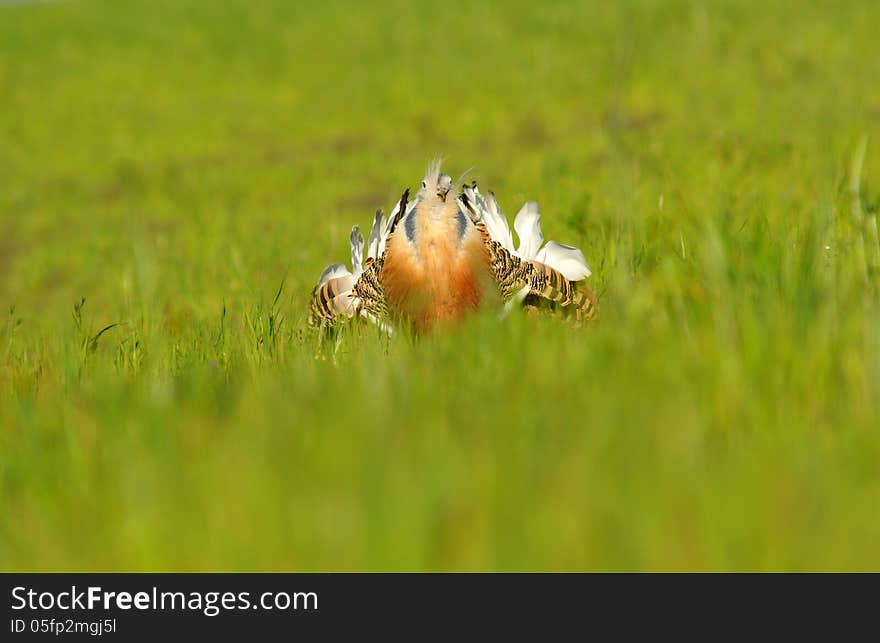 bustard turning cartwheels in the field of cereal