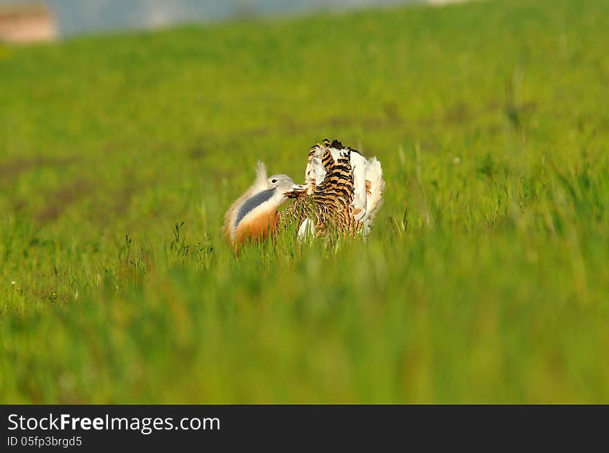 A male bustard turning cartwheels