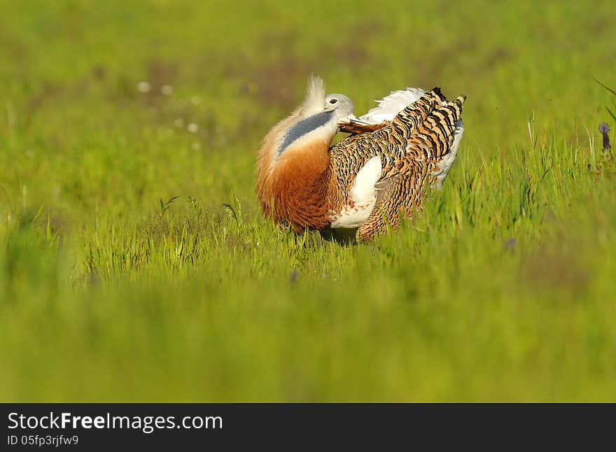 Male bustard