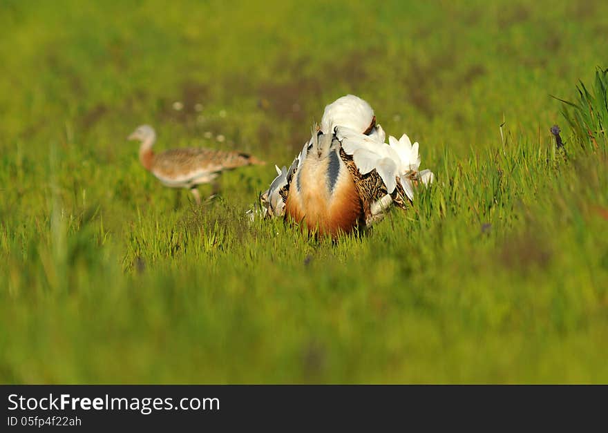 Bustard Steppe