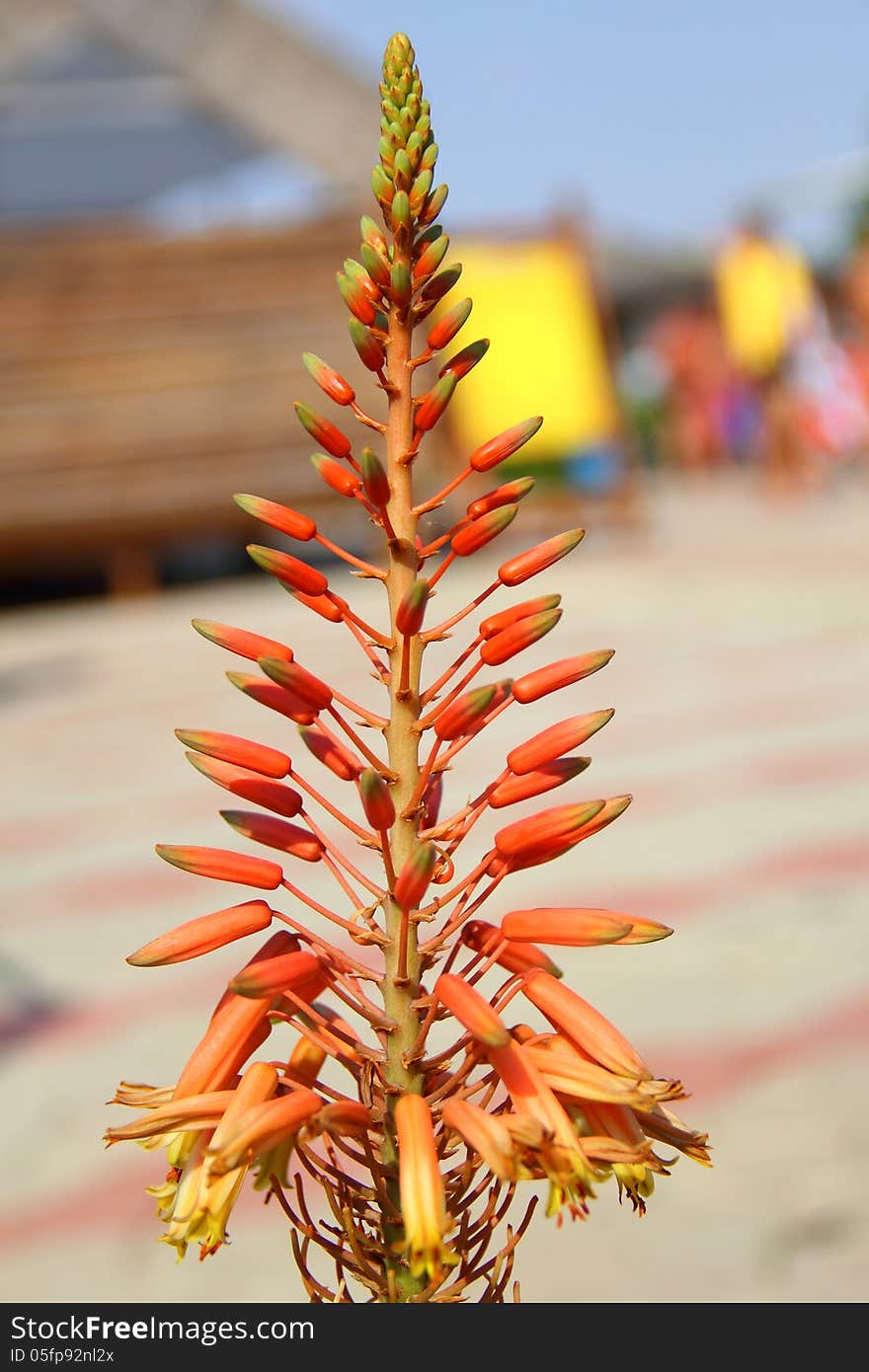 Orange Tropical Flower close-up