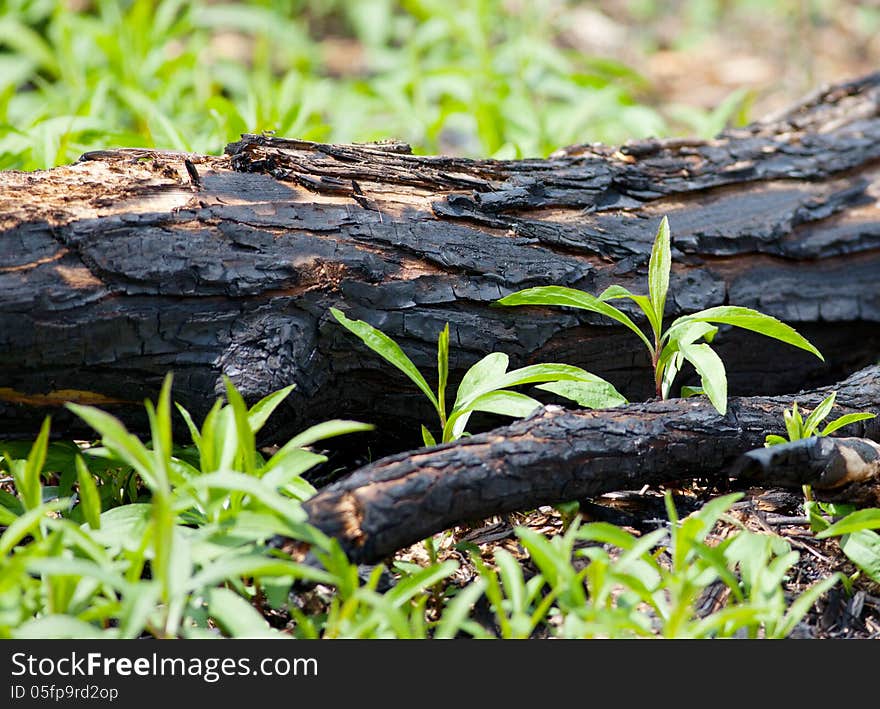 Downed burned tree as a result of a forest fire