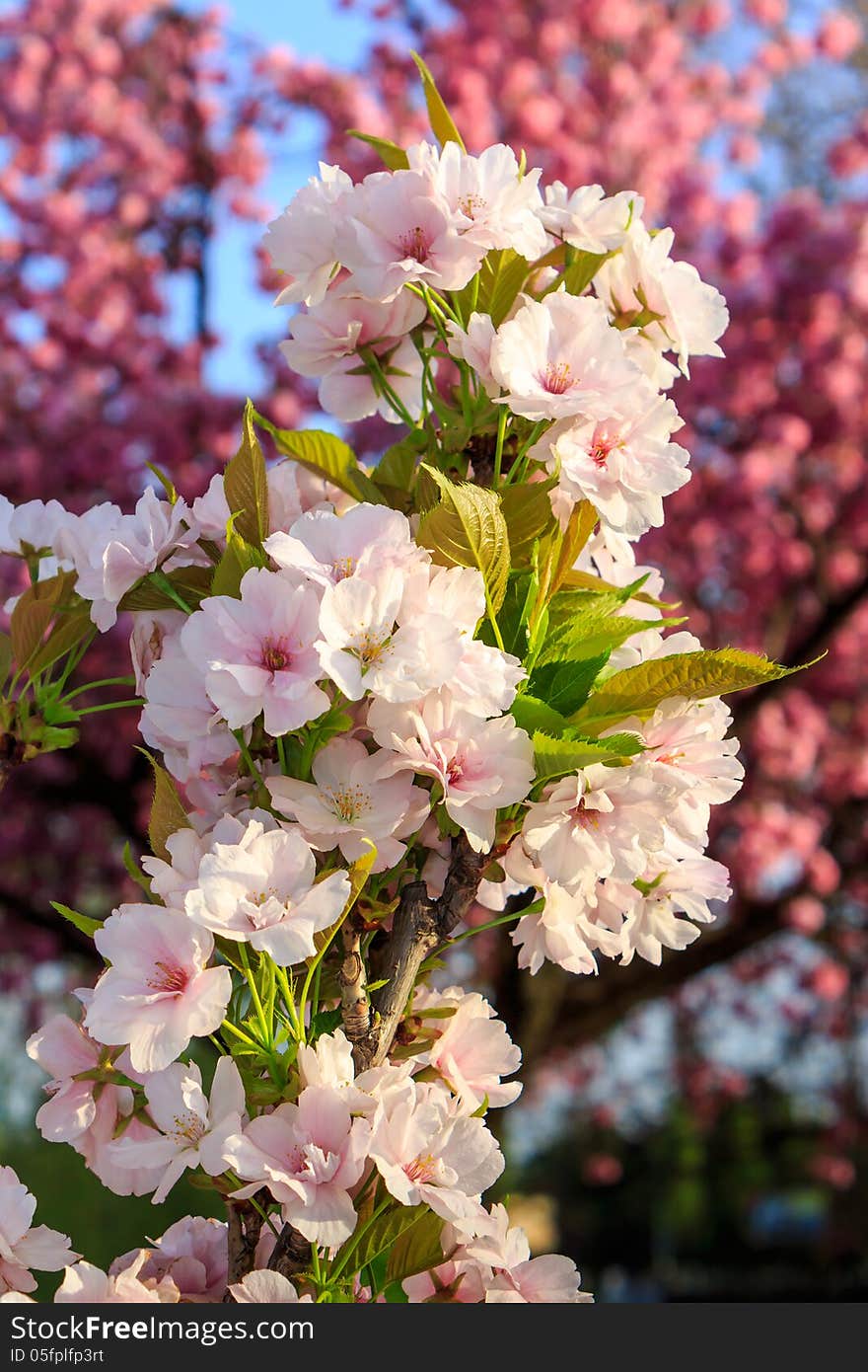 White blossoms of apple on a background of pink sakura tree