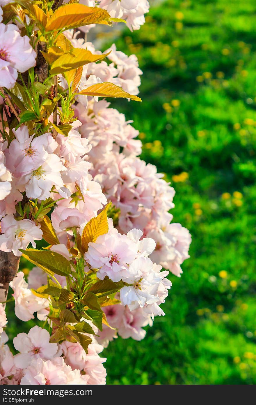 White blossoms of apple on a background of green grass