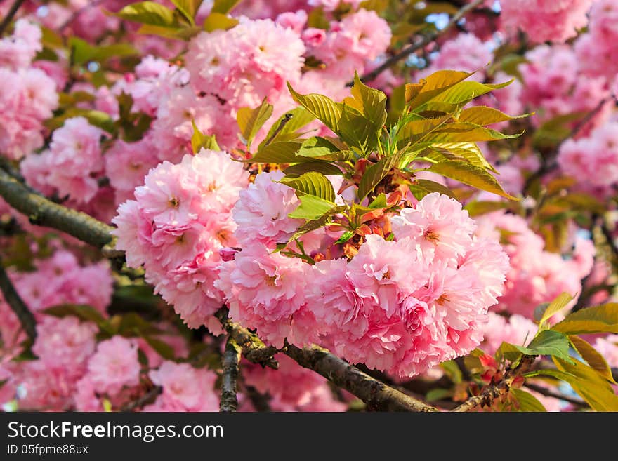 Gentle pink flowers of Japanese cherry blossom in sun rays