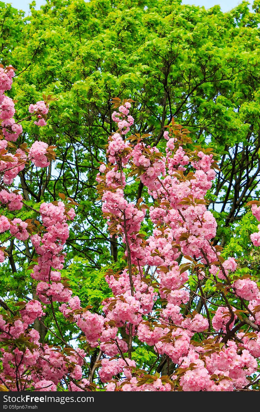 Flowers On The Branches Of Cherry Blossom Against A Green Tree