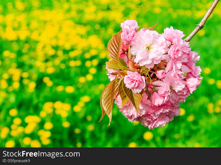 Bud Sakura flowers on blurred background of green grass