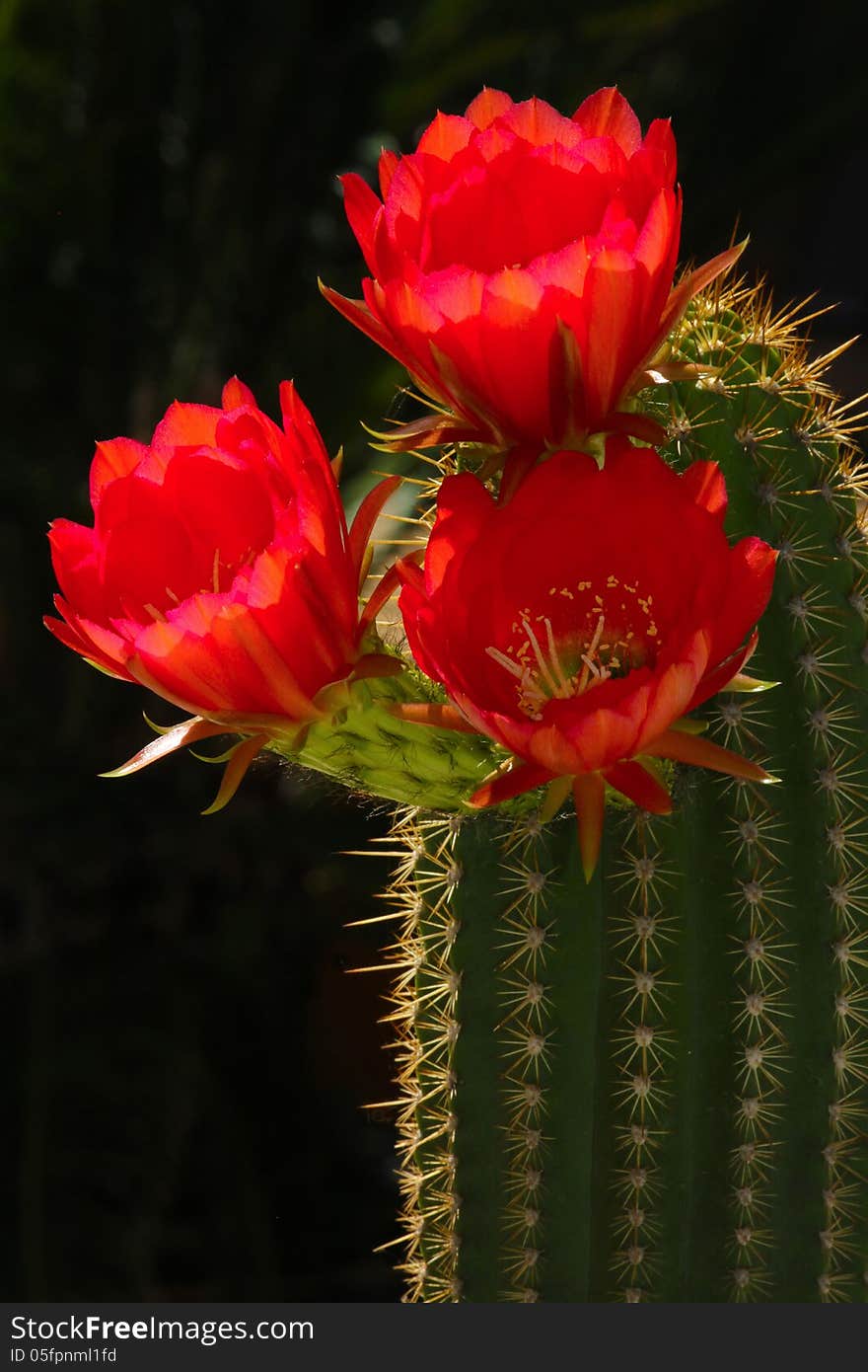 Bright Red Cacti Blossoms In Sunshine With Dark Background. Bright Red Cacti Blossoms In Sunshine With Dark Background