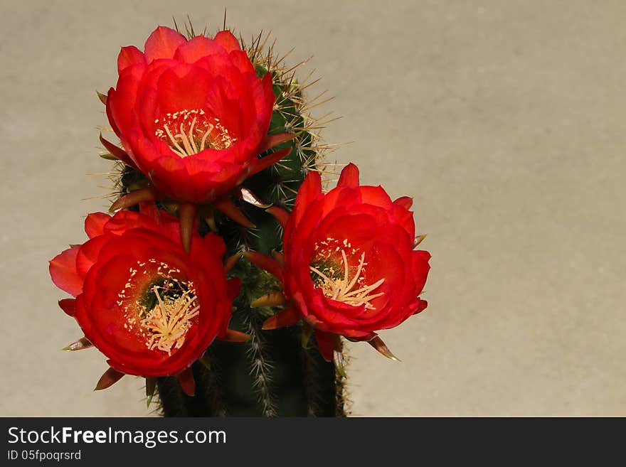 Bright Red Cacti Blossoms In Sunshine With Gray Background. Bright Red Cacti Blossoms In Sunshine With Gray Background