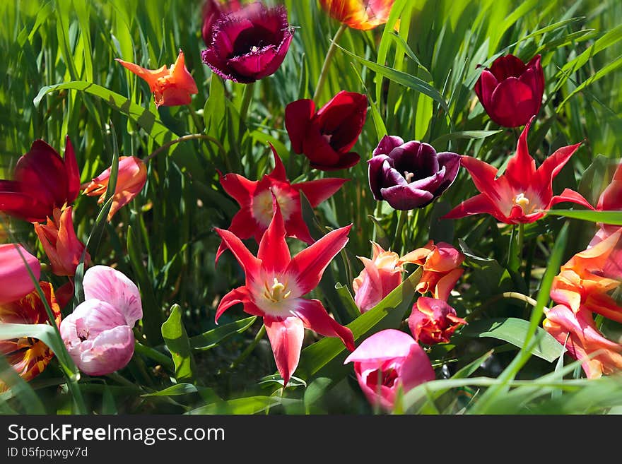 Colorful Tulips