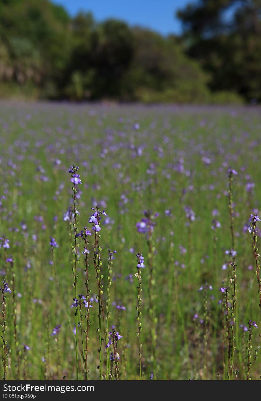 Field of purple wild flowers with a few in focus and the majority in a soft blur.