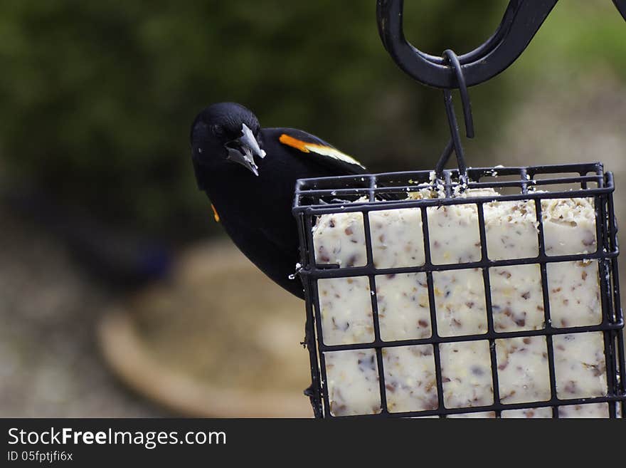 Male Red-Winged Blackbird eating suet. Male Red-Winged Blackbird eating suet