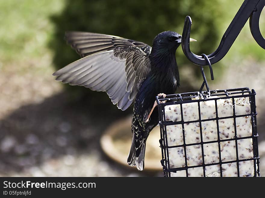 Male European Starling landing on a suet feeder, wings still flapping. Male European Starling landing on a suet feeder, wings still flapping.