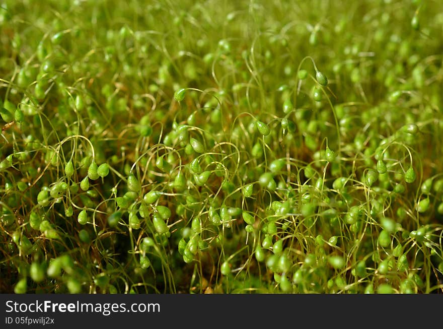 Moss reproduction,  sporophytes