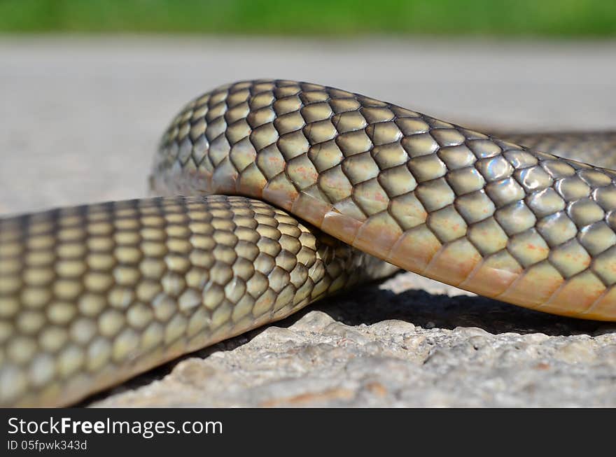 Non- poisonous Aesculapius' snake having a rest on a warm road surface. Non- poisonous Aesculapius' snake having a rest on a warm road surface