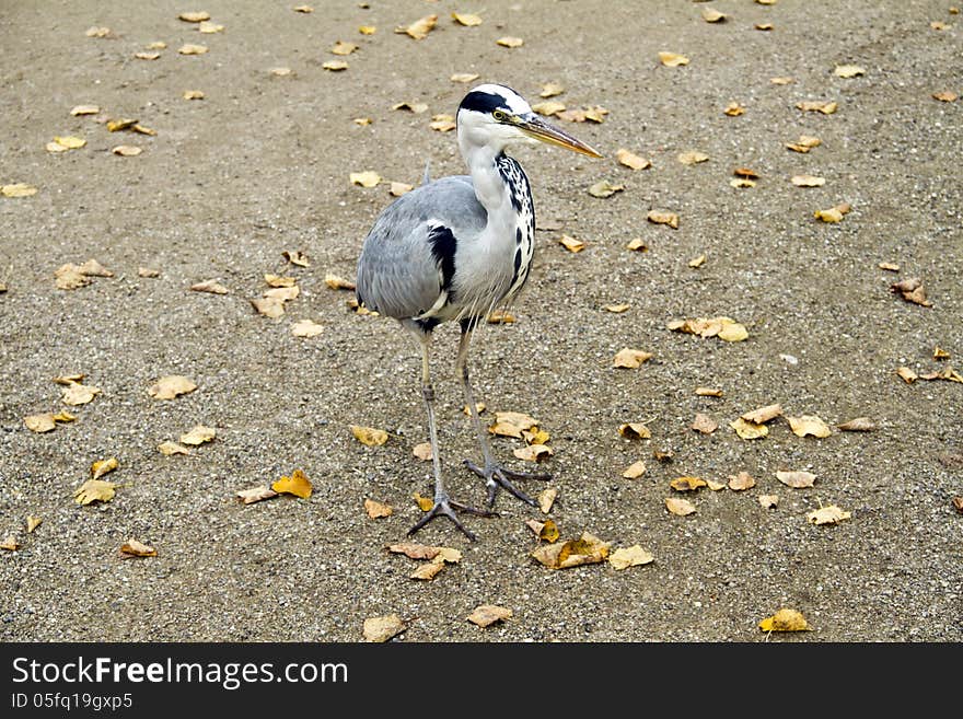 Blue heron