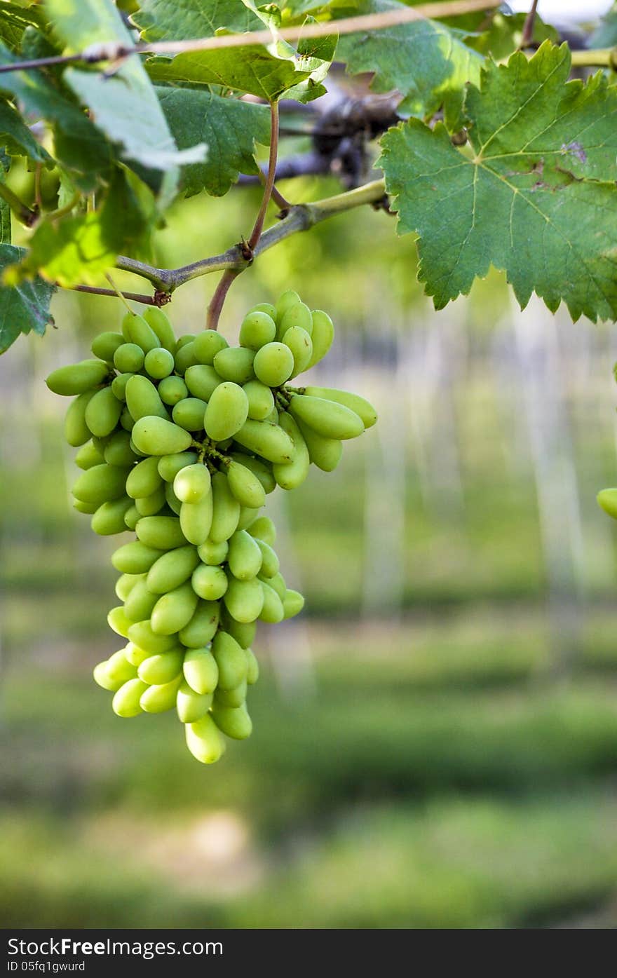 Close-up of a bunch of grapes on grapevine