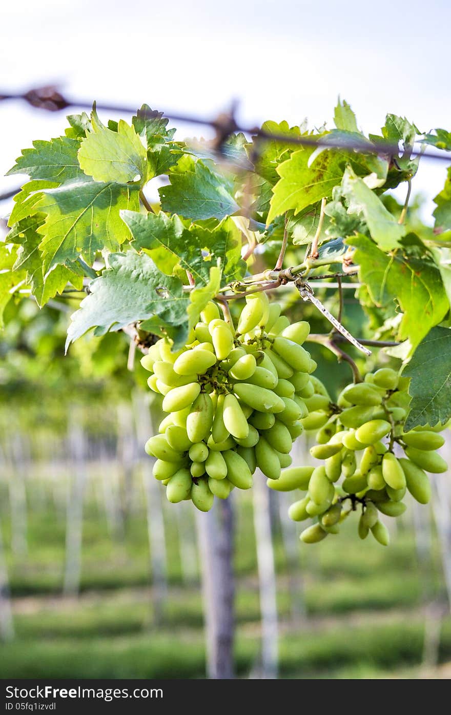 Close-up of a bunch of grapes on grapevine