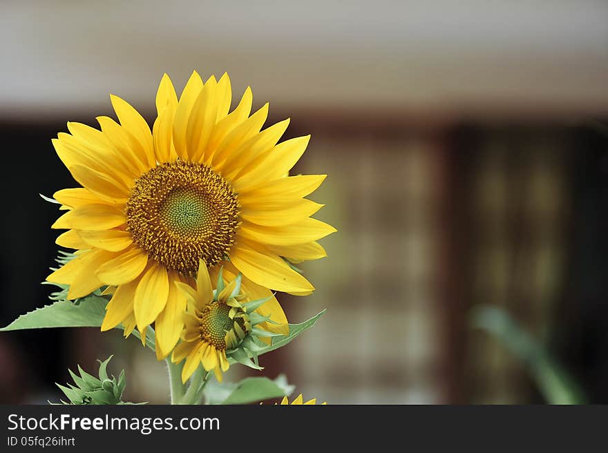 Sunflowers on blur windows at background. Sunflowers on blur windows at background