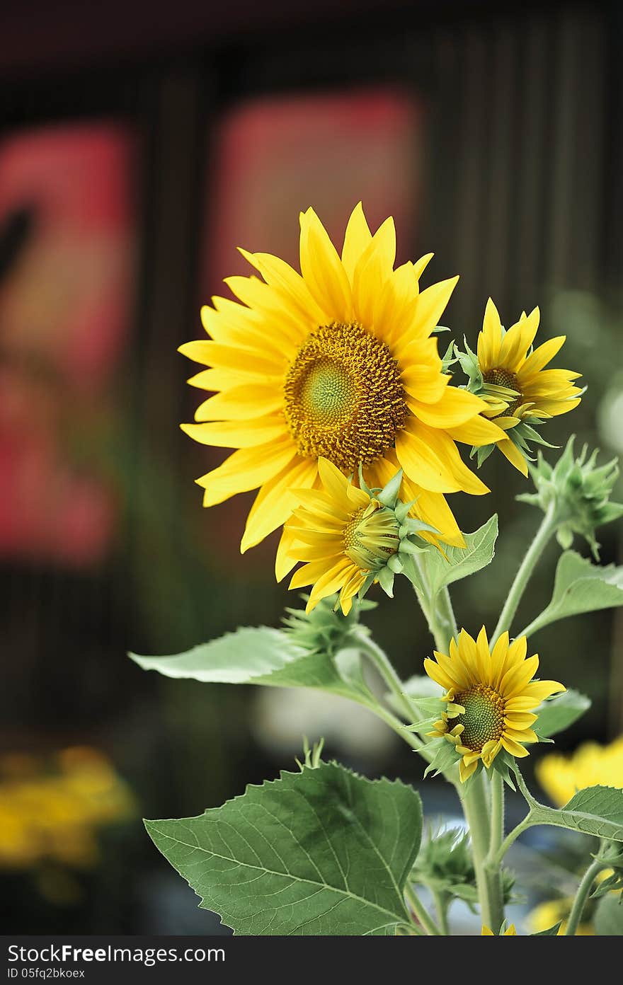 Sunflowers on blur windows at background. Sunflowers on blur windows at background