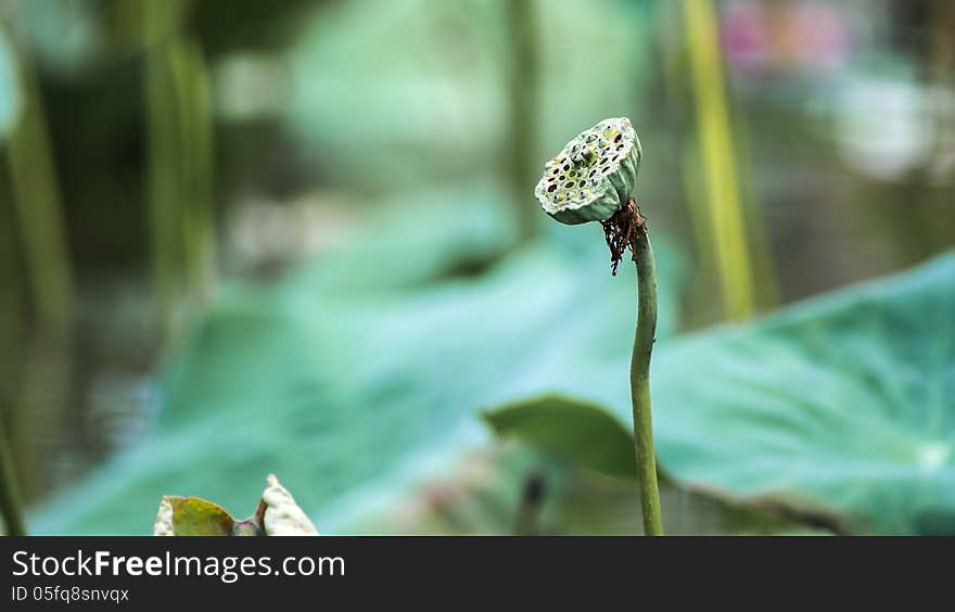 Lotus seed on blur and green background. Lotus seed on blur and green background